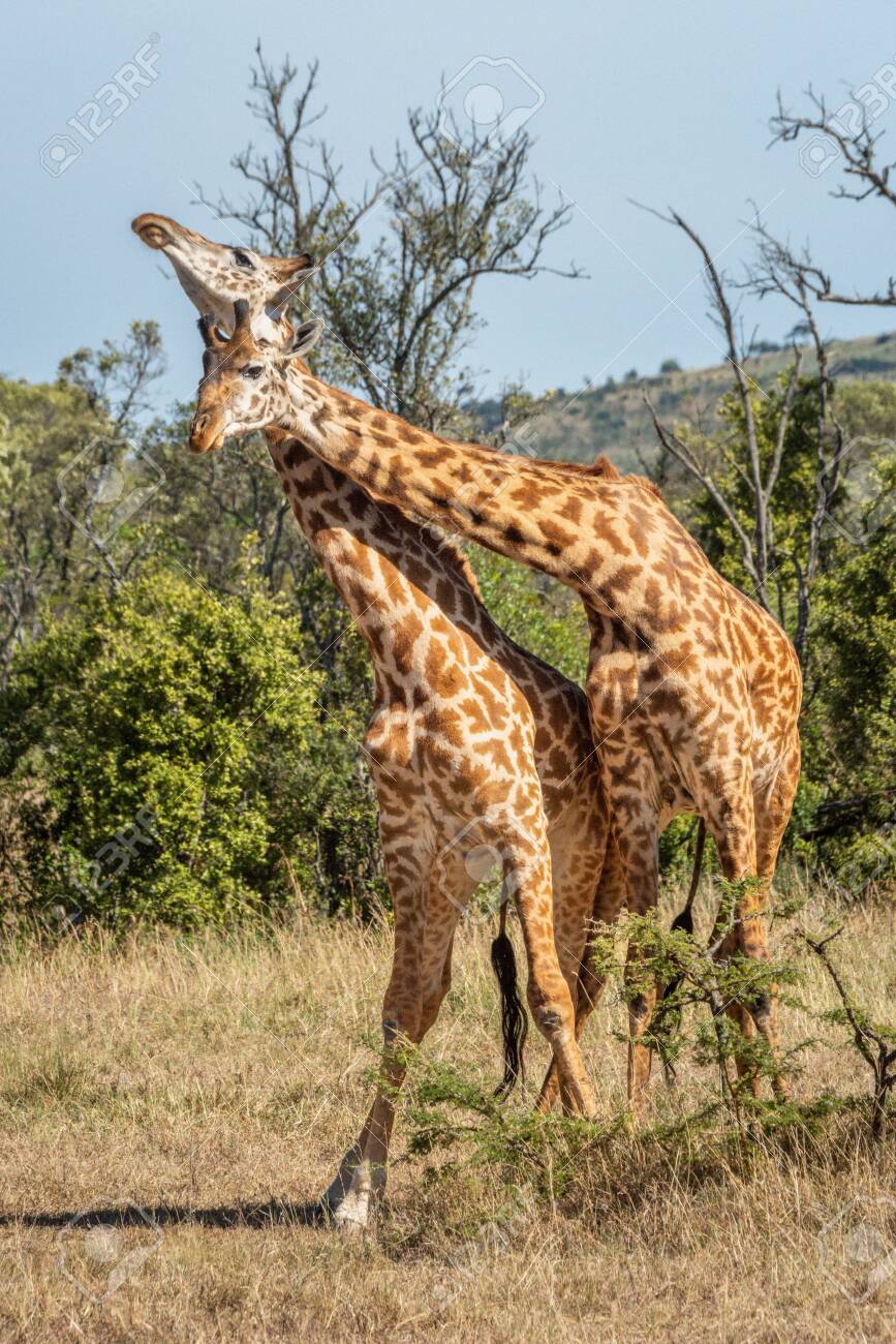 Two Masai Giraffe Fight In Sunlit Clearing Stock Photo, Picture and Royalty  Free Image. Image 146356659., image size:867x1300