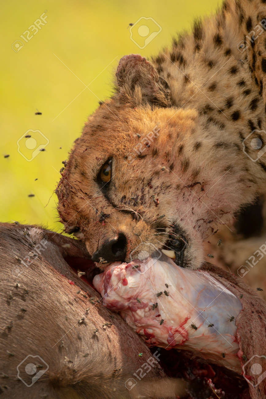 etiam-dictum-ipsum-a-felis