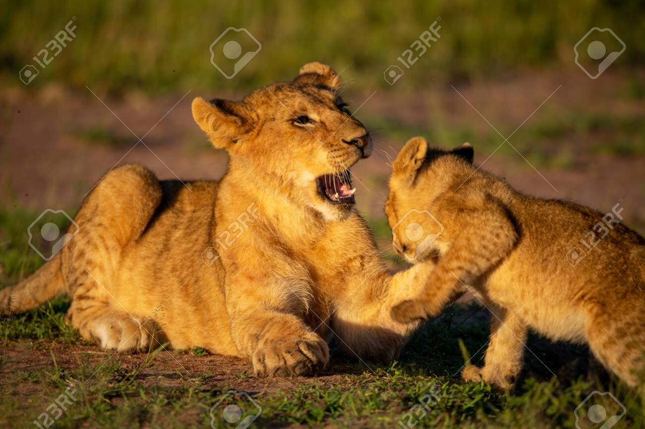 etiam-dictum-ipsum-a-felis