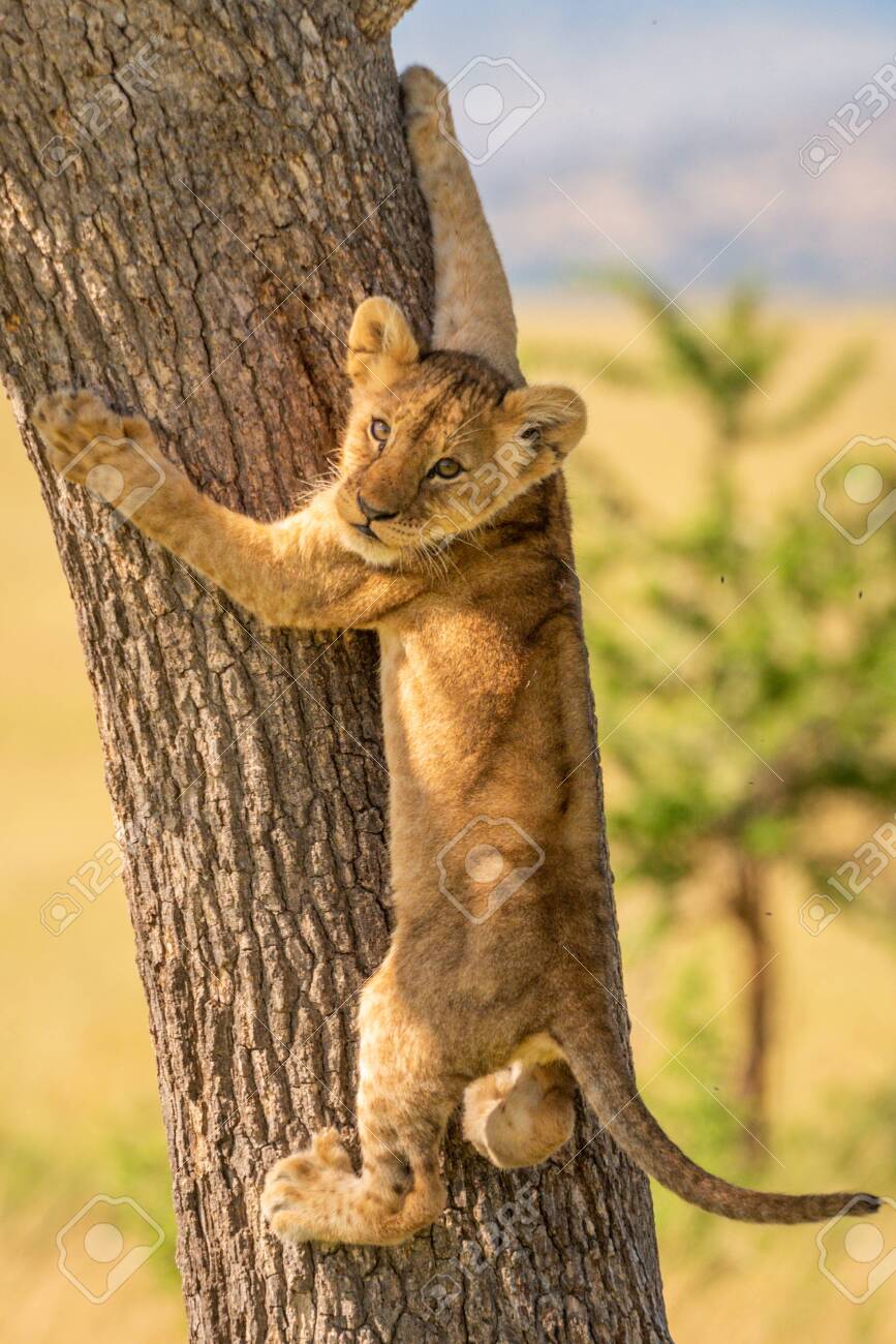 Cachorro De León Trepando A Un Árbol Se Vuelve Hacia La Cámara Fotos,  retratos, imágenes y fotografía de archivo libres de derecho. Image  150093239