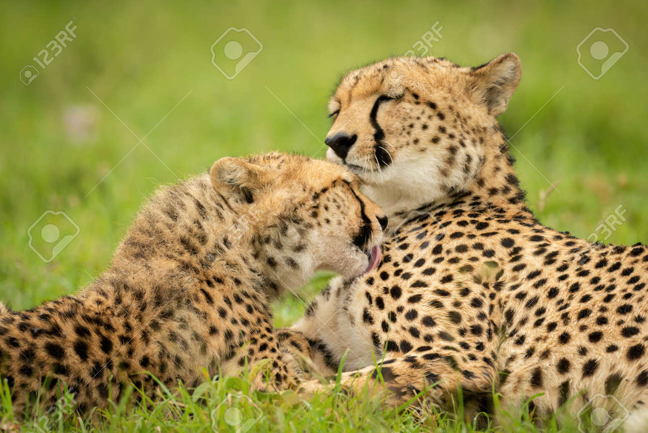 etiam-dictum-ipsum-a-felis