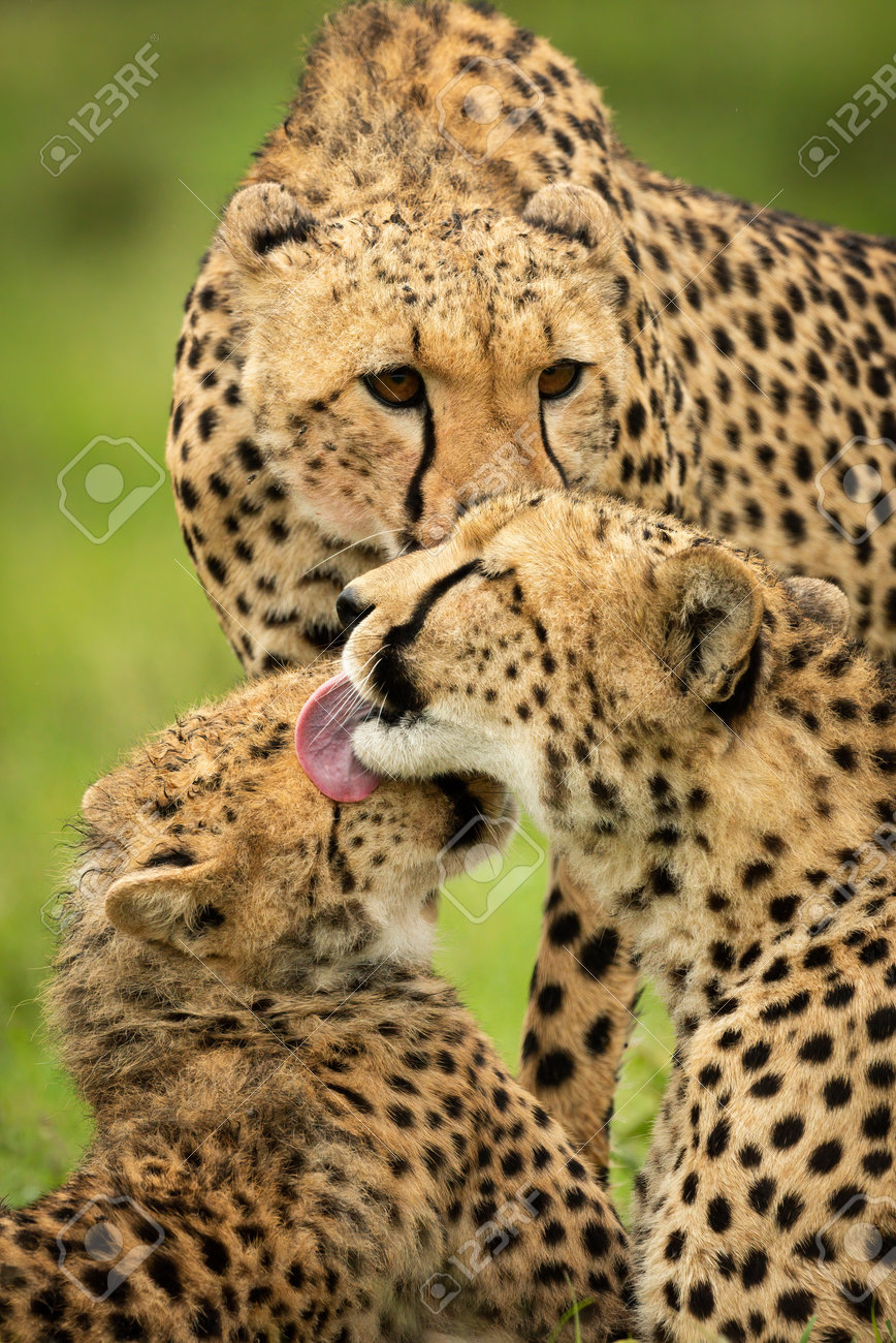 etiam-dictum-ipsum-a-felis