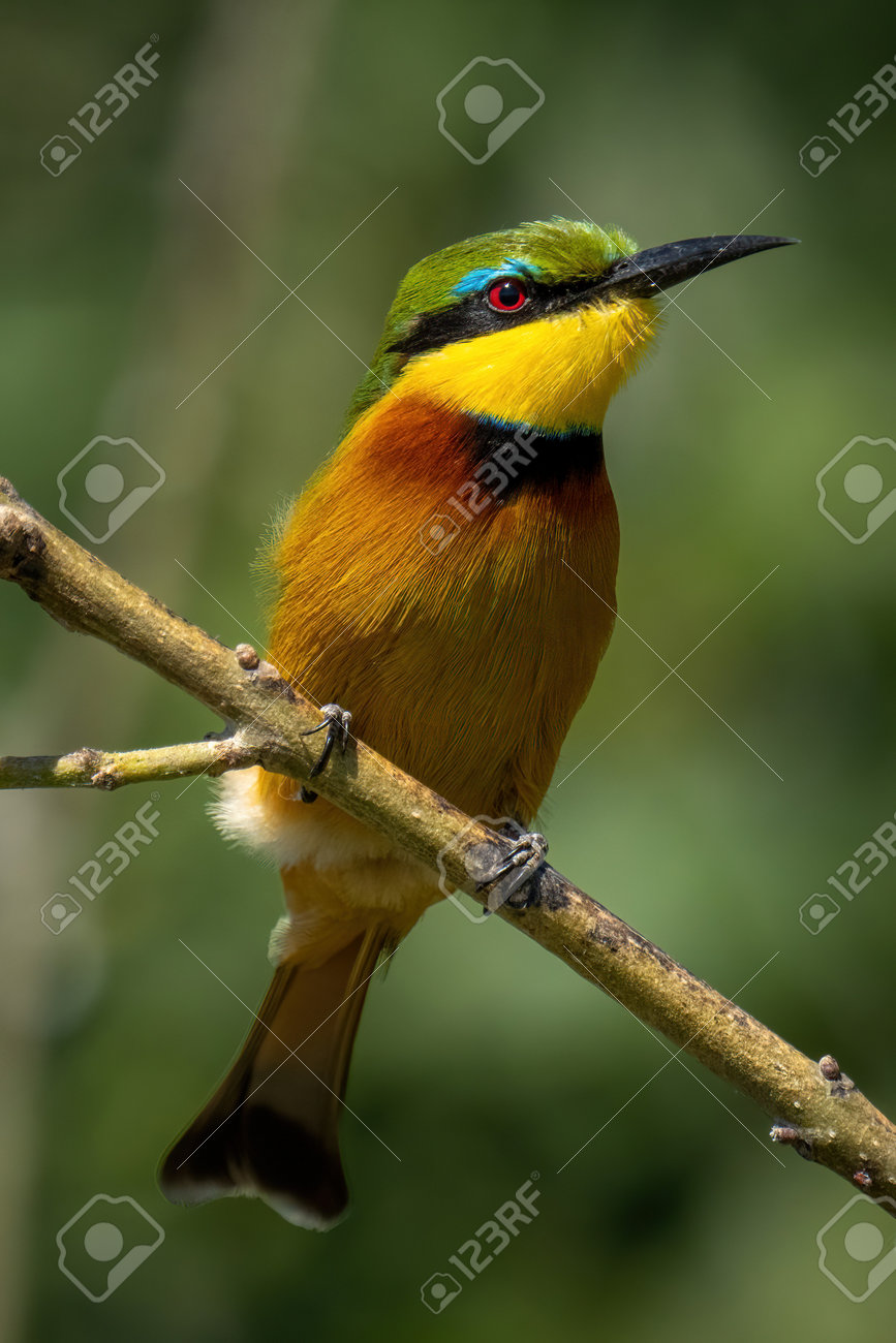 etiam-dictum-ipsum-a-felis