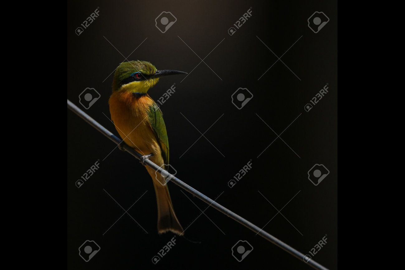 etiam-dictum-ipsum-a-felis