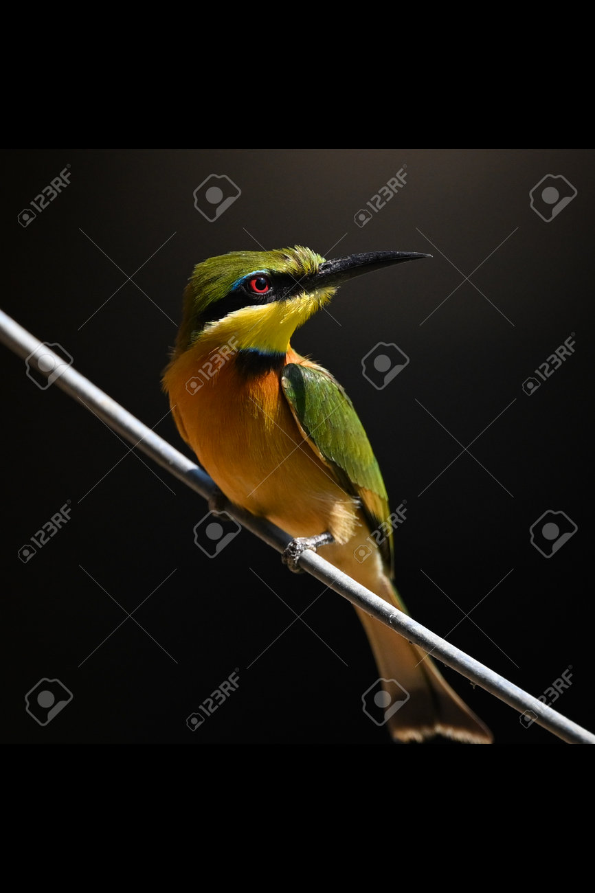 etiam-dictum-ipsum-a-felis