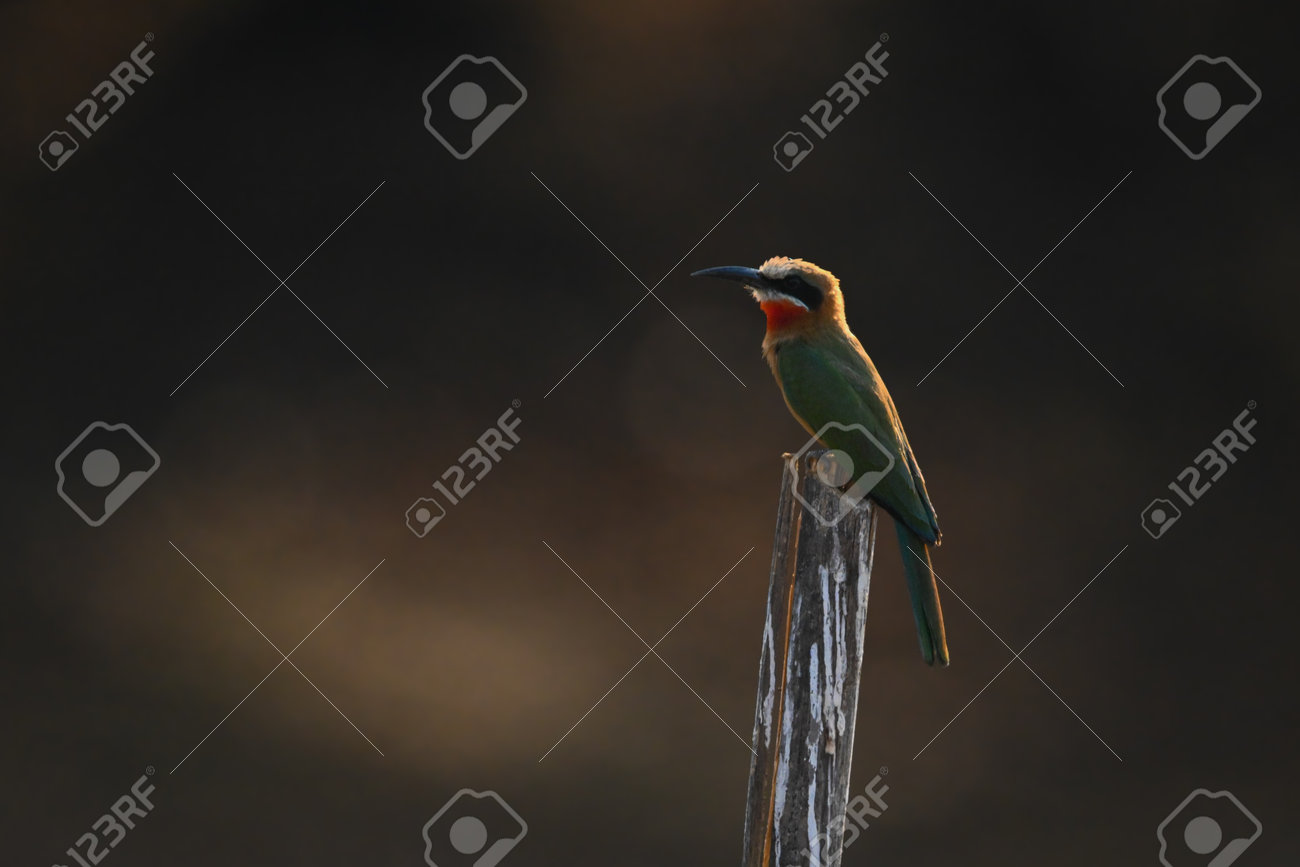 etiam-dictum-ipsum-a-felis