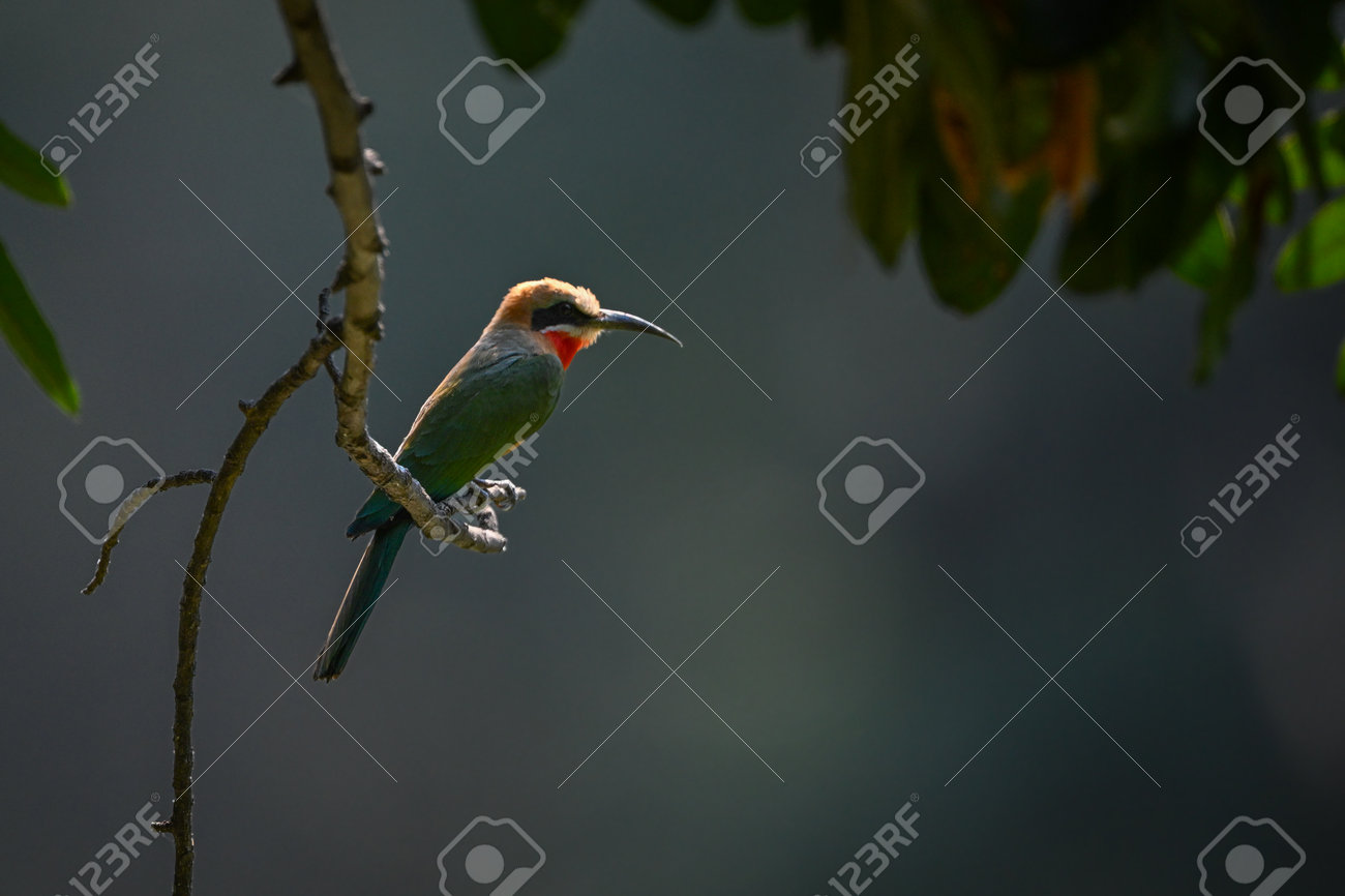 etiam-dictum-ipsum-a-felis