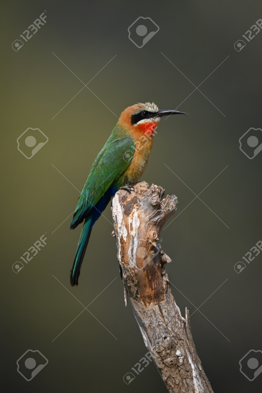 etiam-dictum-ipsum-a-felis