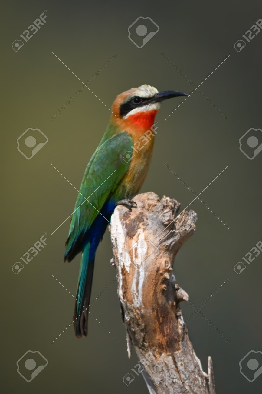 etiam-dictum-ipsum-a-felis