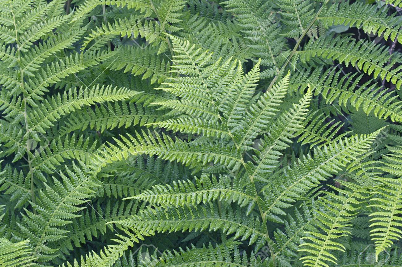 Lady Fern (Athyrium Brevifrons). Close Up Image Of Plants Stock Photo, Picture And Royalty Free Image. Image 55224097.