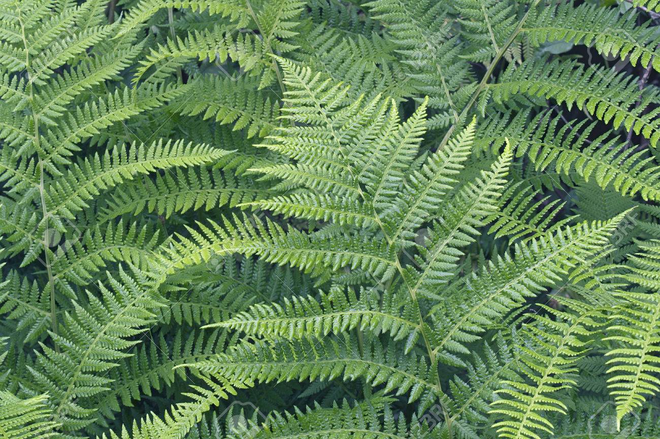 Lady Fern (Athyrium Brevifrons). Close Up Image Of Plants Stock Photo,  Picture And Royalty Free Image. Image 55224097.