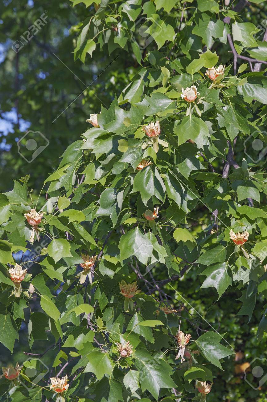チューリップ ツリー ユリノキ Tuliptree アメリカのチューリップ ツリー チューリップ ポプラ イエロー ポプラ 白い花 フィドル ツリーとまた呼ばれます インディアナ州 ケンタッキー州 テネシー州の記号 の写真素材 画像素材 Image