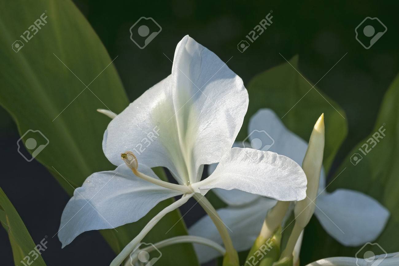 White Ginger Lily Hedychium Coronarium Called White Garland Lily Stock Photo Picture And Royalty Free Image Image