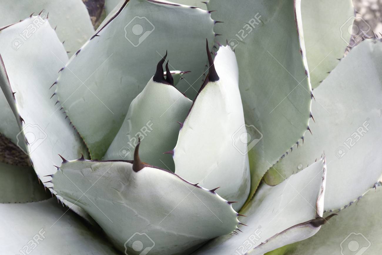 Artichoke agave (Agave parryi var. truncata). Called Mescal agave..