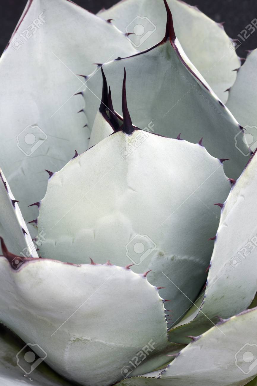 Artichoke agave (Agave parryi var. truncata). Called Mescal agave..