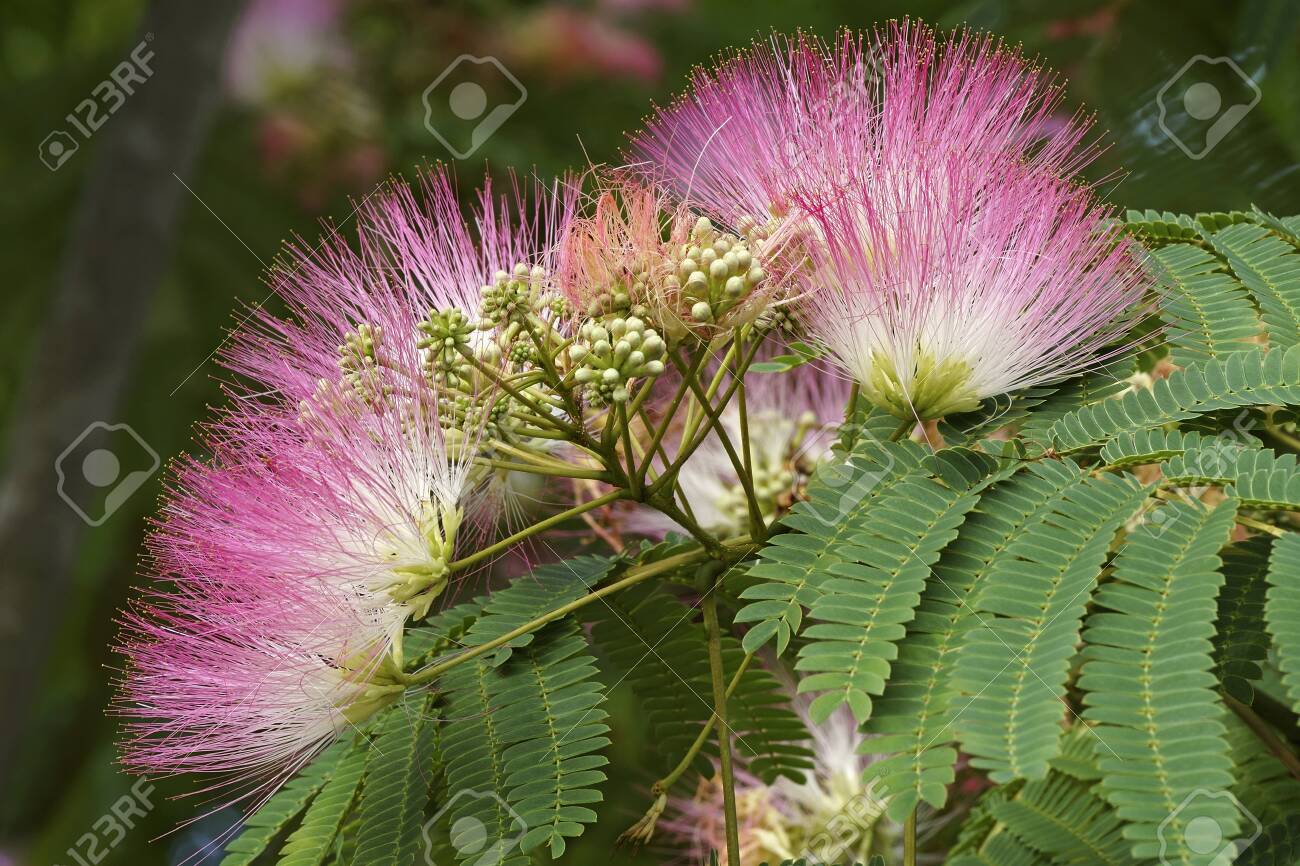 Silktree Albizia Julibrissin Known As Mimosa Persian Acacia Stock Photo Picture And Royalty Free Image Image Silktree Albizia Julibrissin Known As Mimosa Persian Acacia Stock Photo Picture And Royalty Free Image Image