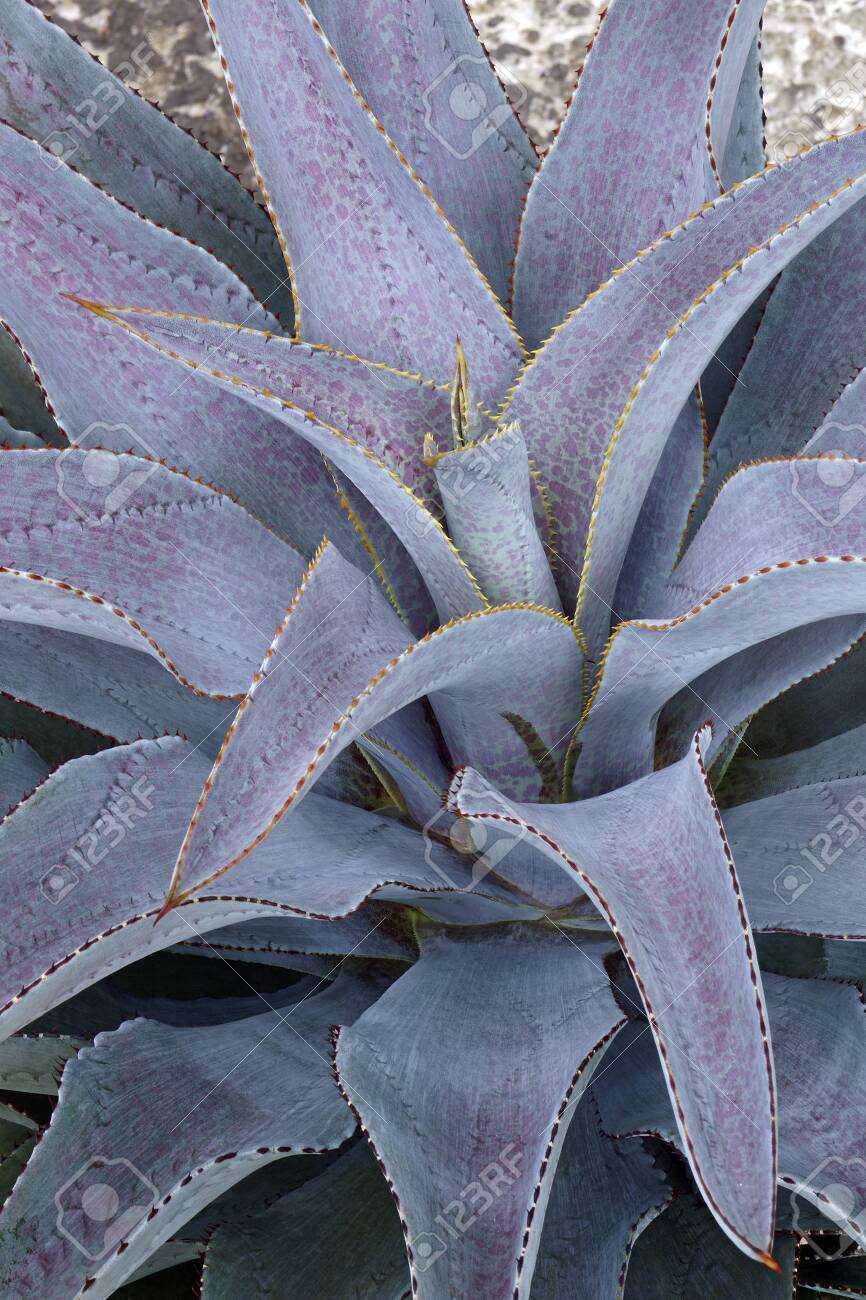 マンガベ ブラッドスポット × パープルピープルイーター オリジナルhyb