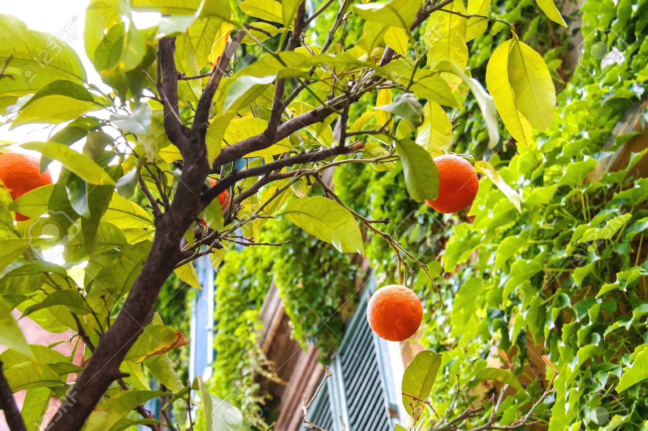 Frutos De Color Naranja En Un árbol Cerca De La Casa Fotos ...