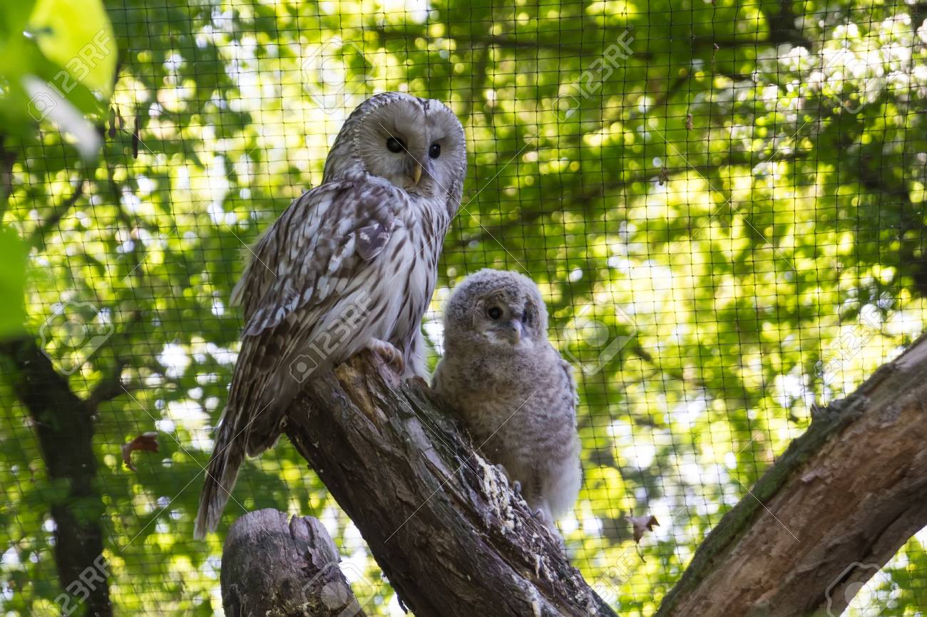 female owl and a owlet on a branch stock photo picture and royalty