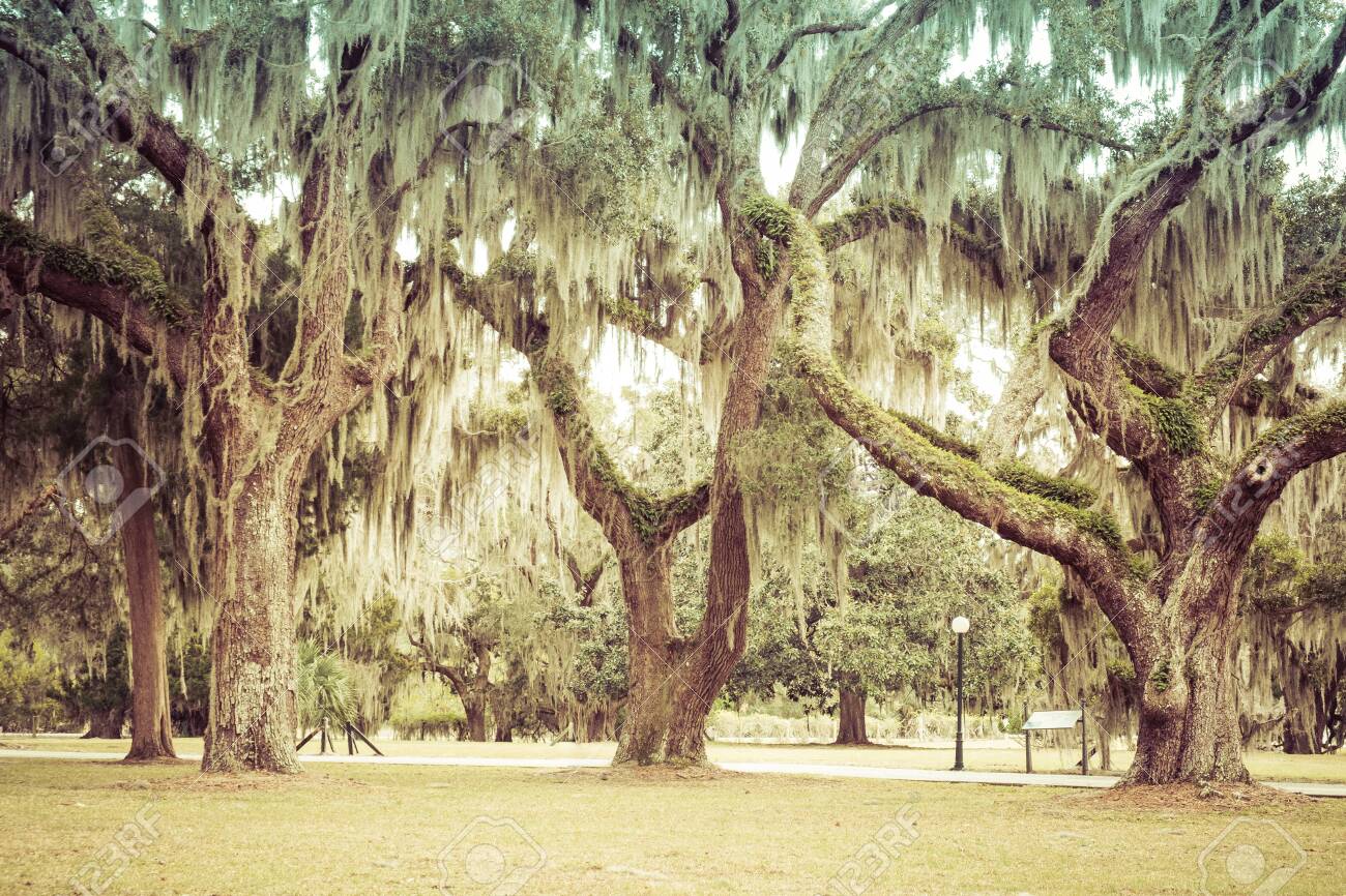Mossy Oak Trees In Green Summer Park Jekyll Island Georgia Usa Stock Photo Picture And Royalty Free Image Image 144174204