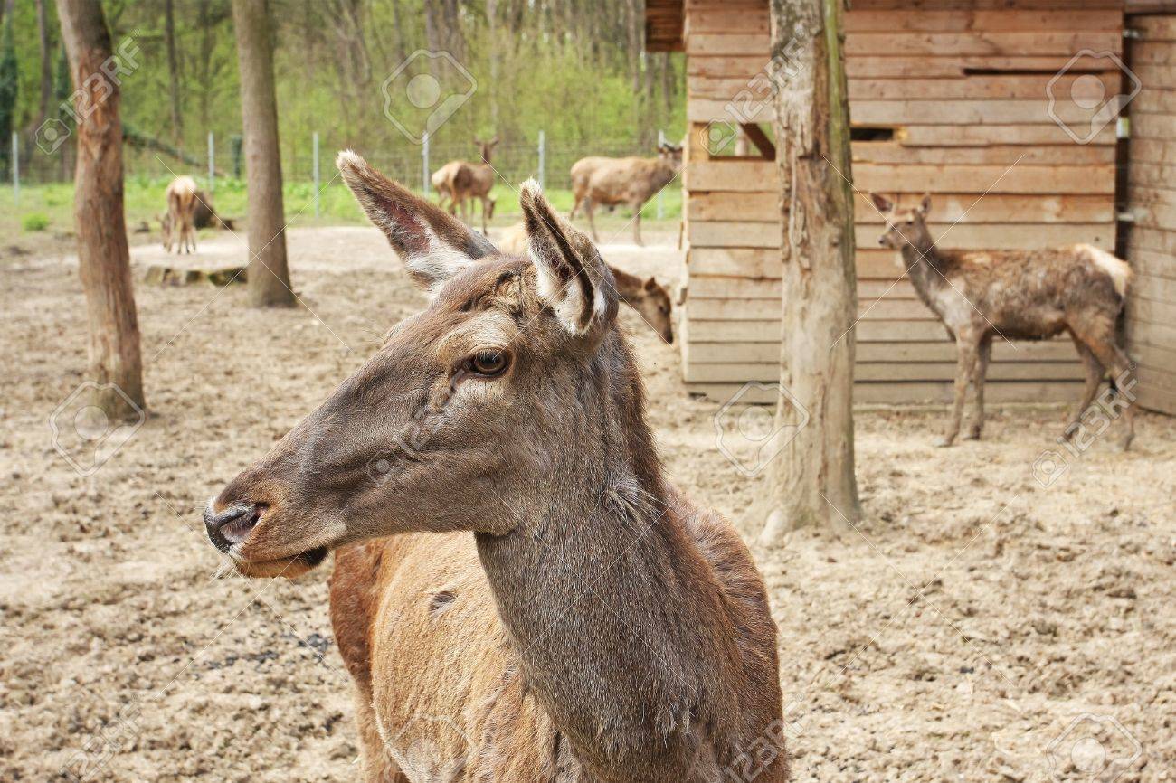 etiam-dictum-ipsum-a-felis