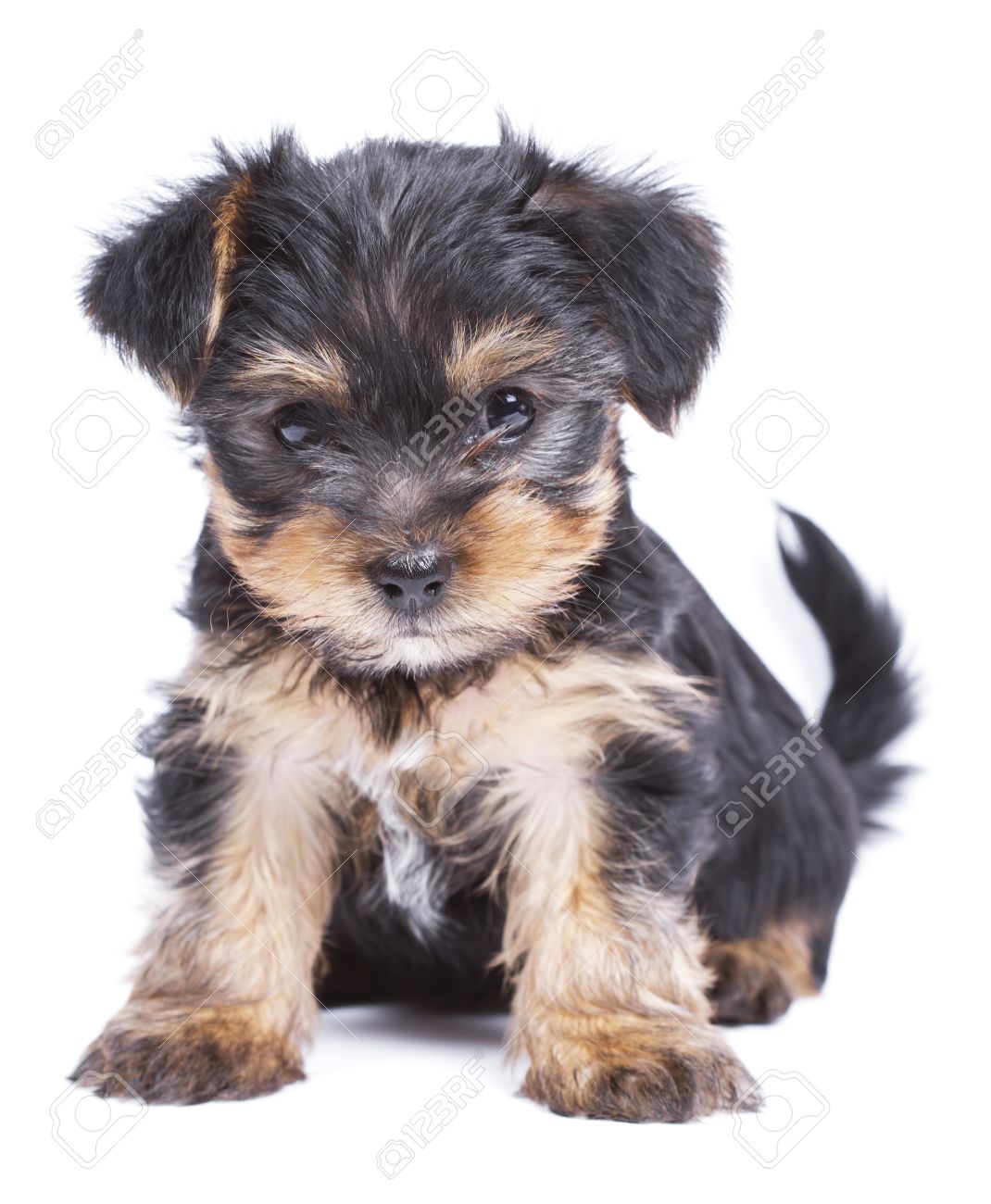 cute yorkshire terrier puppies