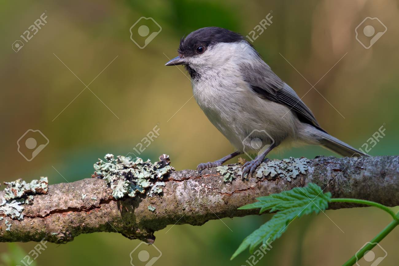 etiam-dictum-ipsum-a-felis