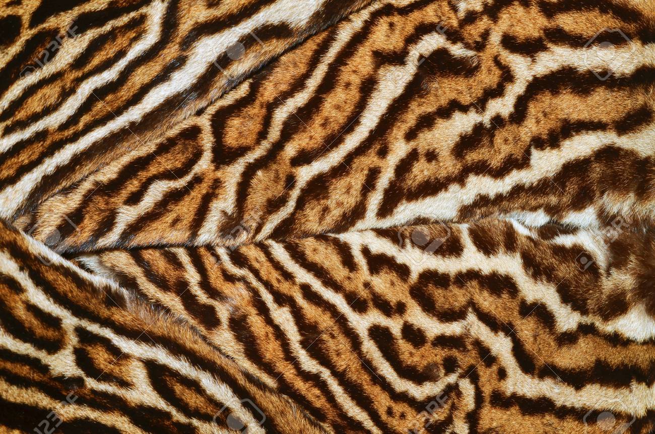 オセロットキャット毛皮コート