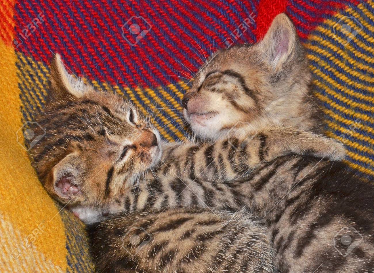 Kleine Katzen Bruder Lizenzfreie Fotos Bilder Und Stock Fotografie Image 50536621