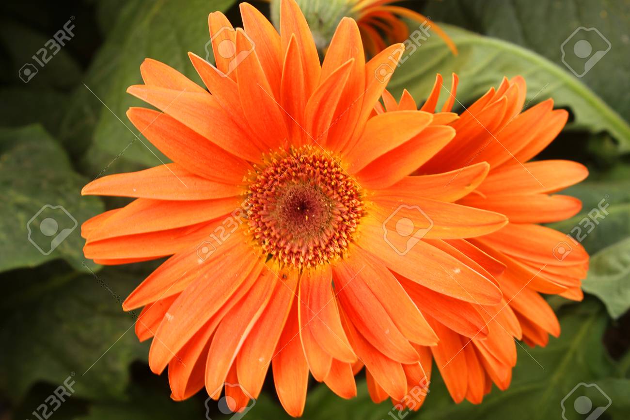una flor gerbera en el jardín fotos retratos imágenes y fotografía