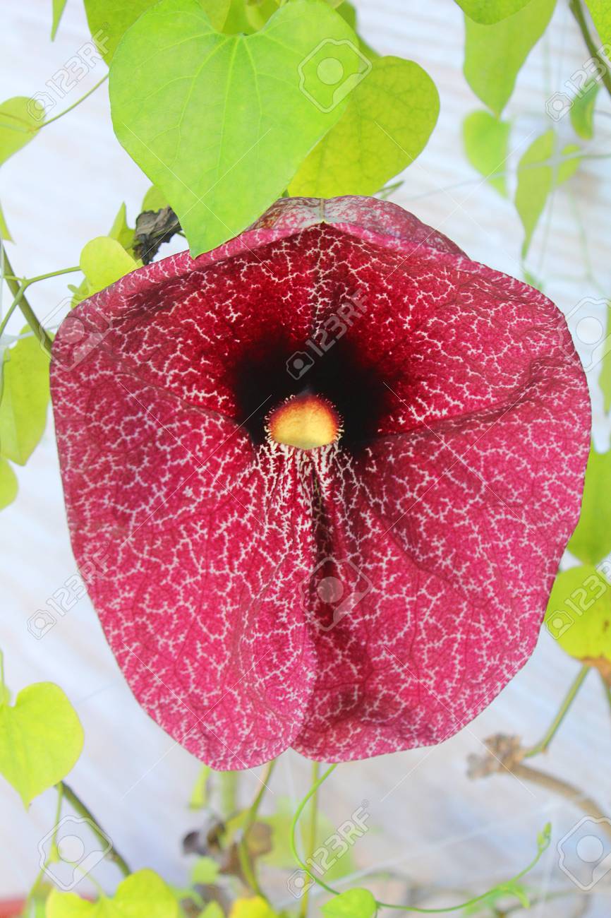 葉を持つ熱帯の観賞用花 の写真素材 画像素材 Image