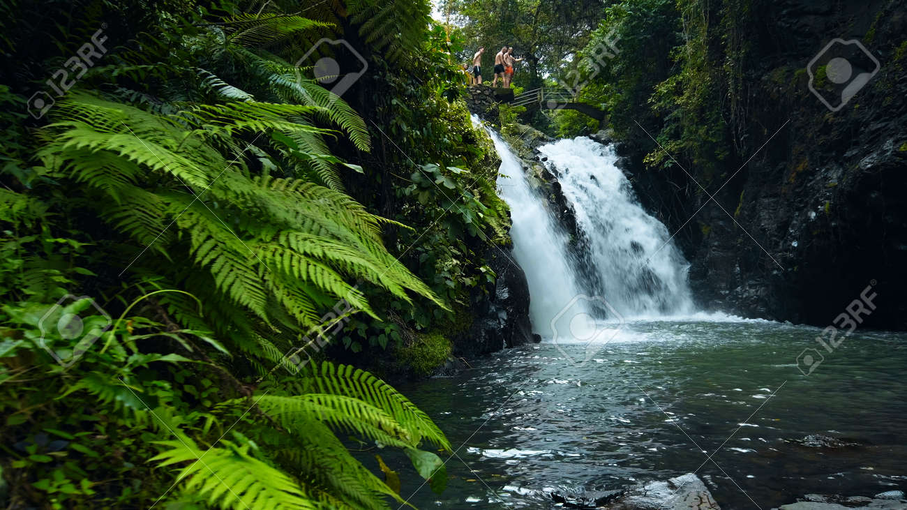 Picture of waterfall with rocks among tropical jungle with green plants and trees and water falling down into river - 171136219 Picture of waterfall with rocks among tropical jungle with green plants and trees and water falling down into river - 171136219