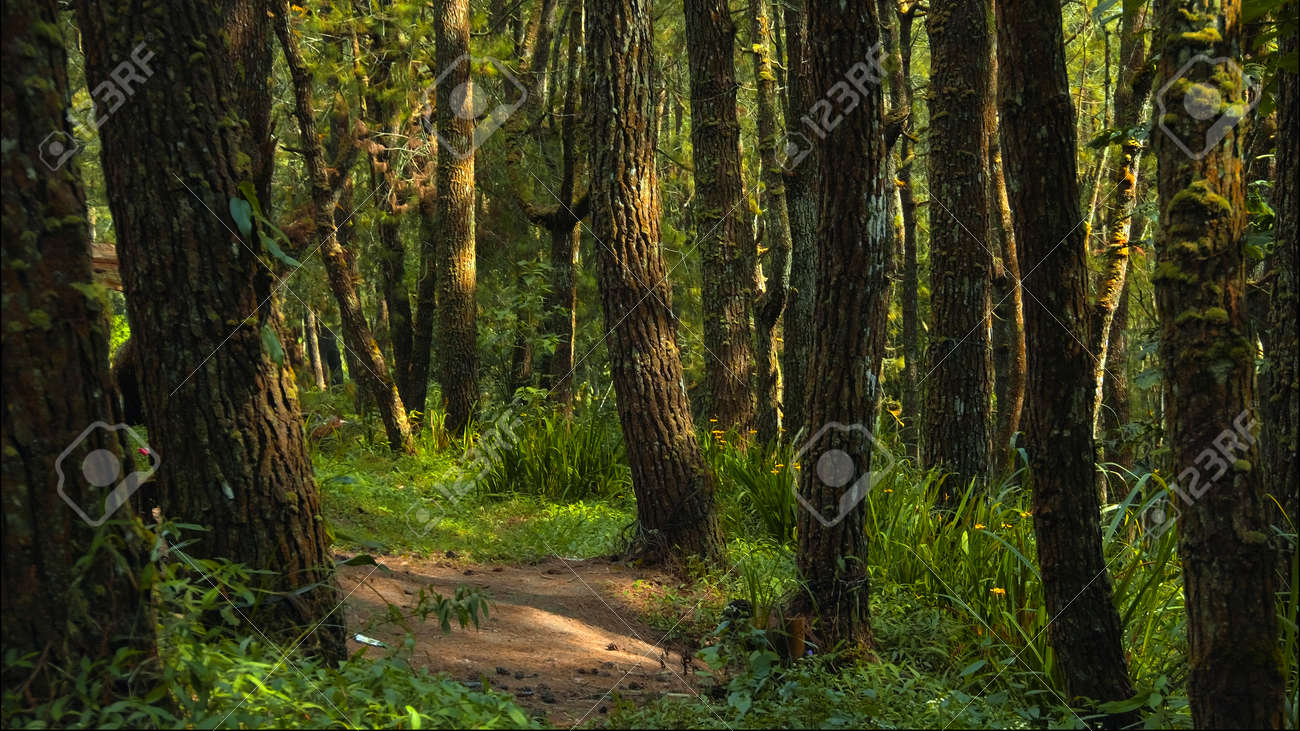 Beautiful green forest with lots of tall trees with coarse bark and daylight breaking through foliage - 171585459 Beautiful green forest with lots of tall trees with coarse bark and daylight breaking through foliage - 171585459