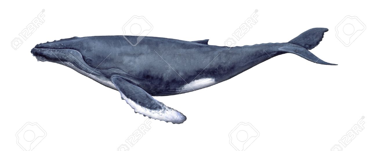 突背クジラのイラスト の写真素材 画像素材 Image