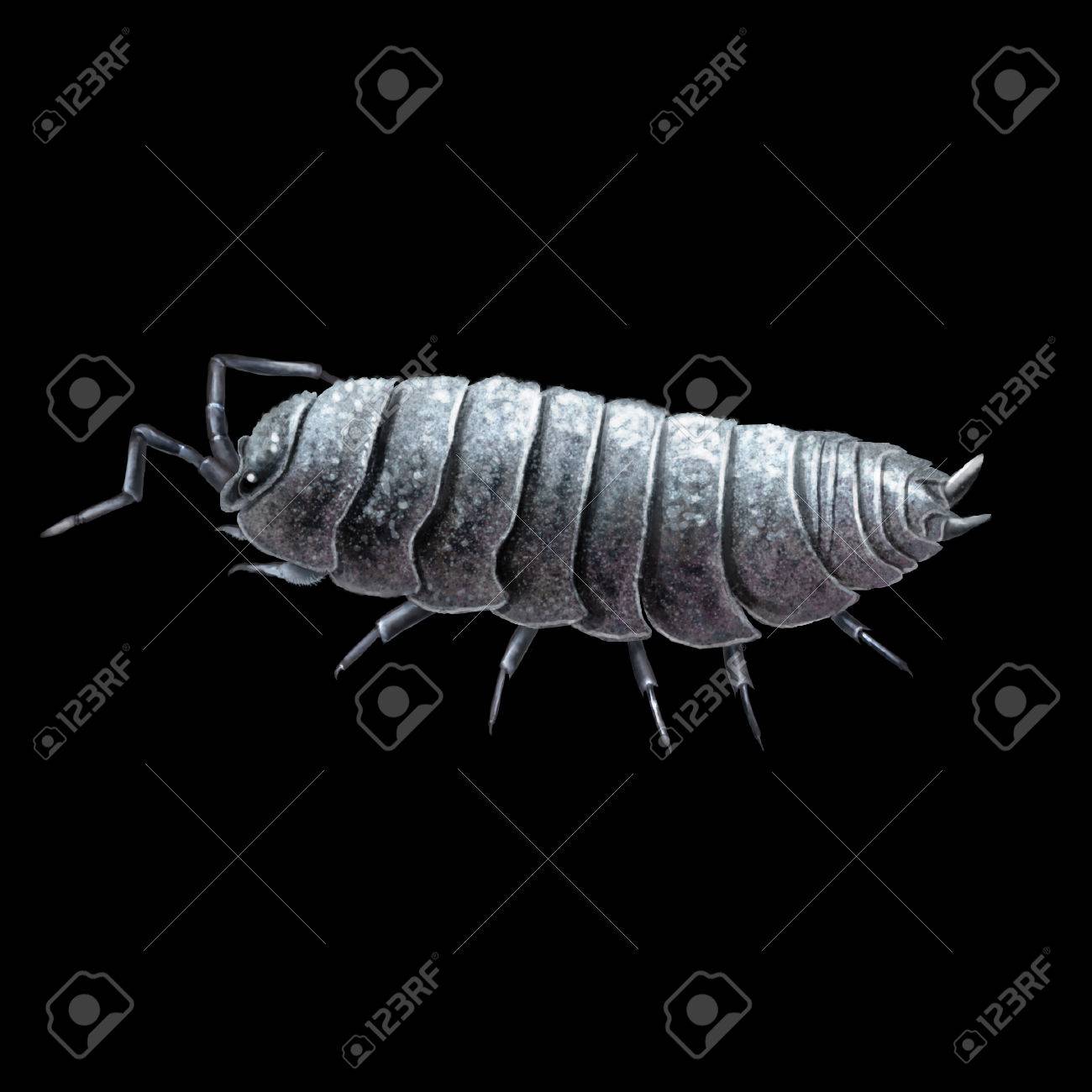 デジタル イラスト 一般的な ダンゴムシ ワラジムシ亜目の丸薬 共通 缶コーヒーやポテト バグ の写真素材 画像素材 Image