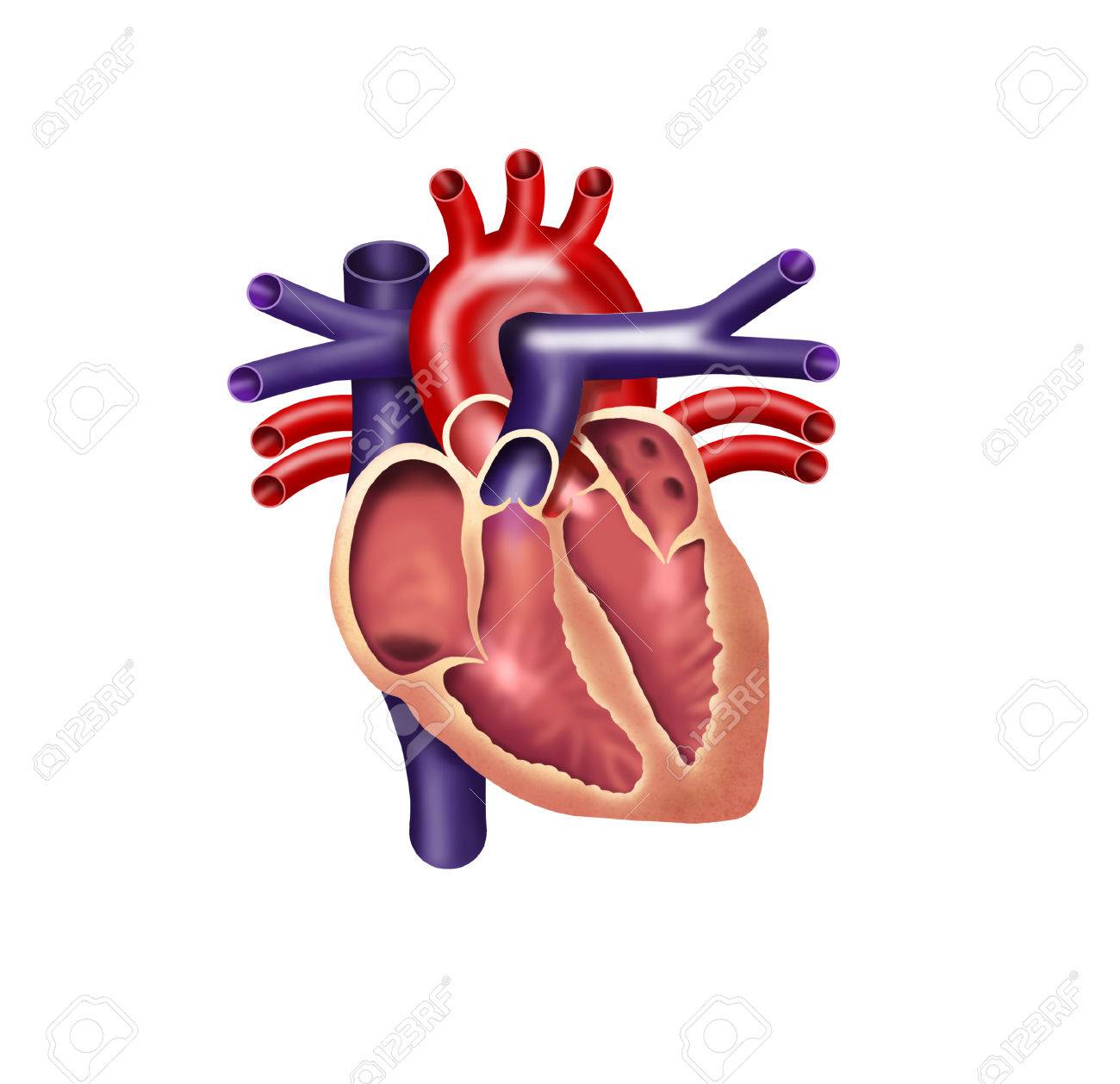 human heart digital illustration cutout stock photo picture and