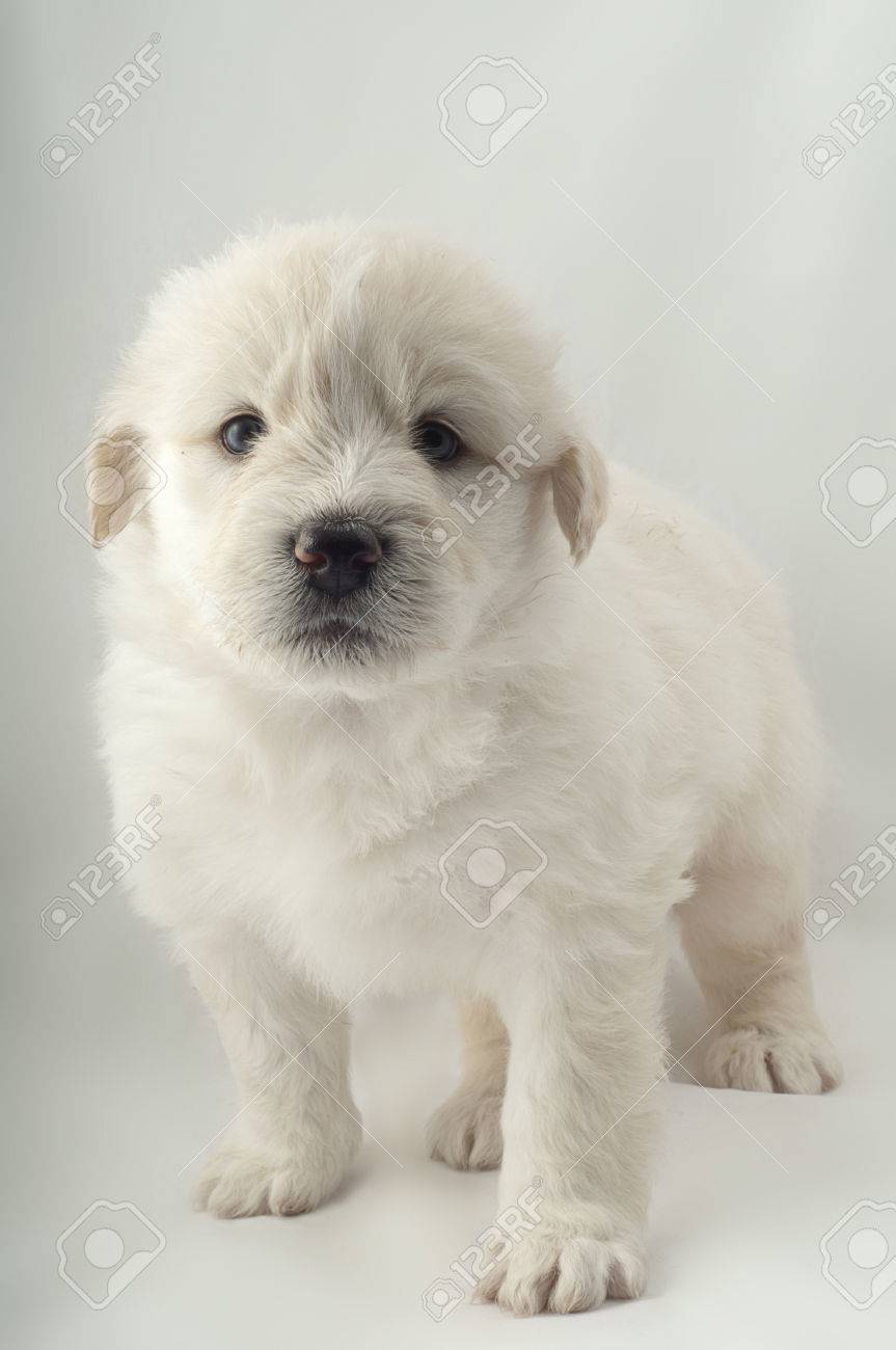 white furry puppy