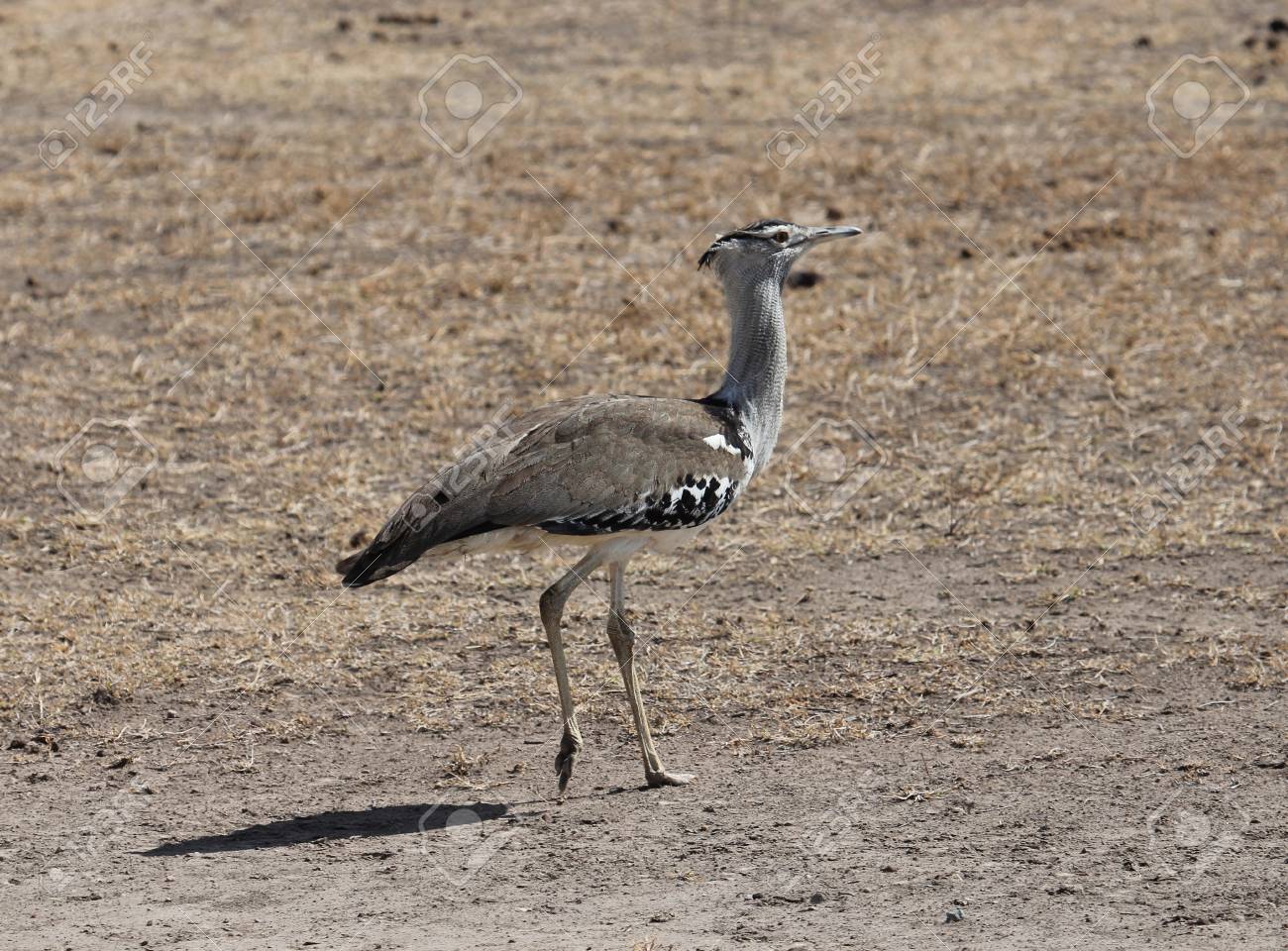ブラック系 ギフト アフリカ 鳥の面 工芸品 アンティーク コレクションブラック系 Www Marengoef Com