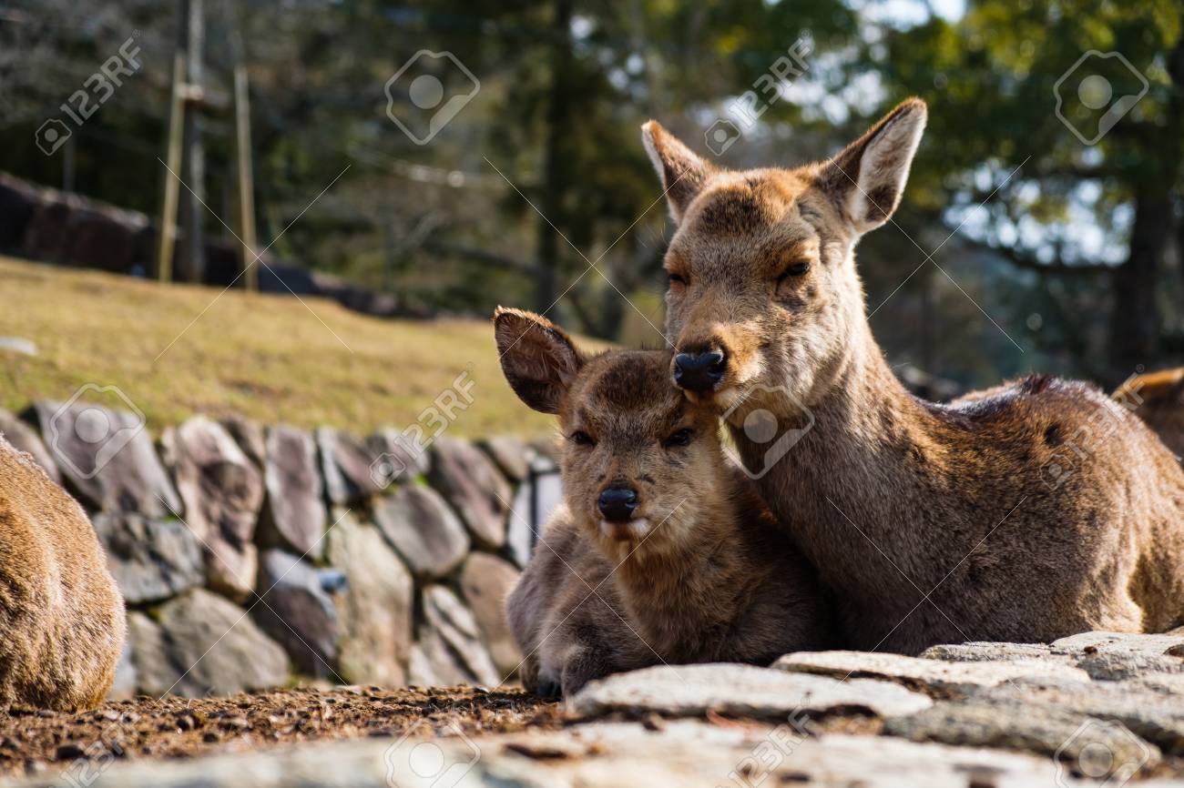 Cute Baby Deer Next To His Mother Love And Family Concept Nara