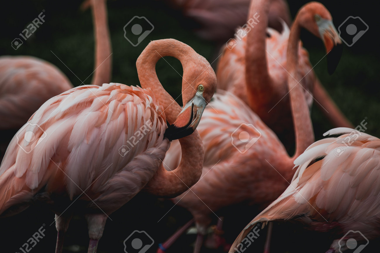 etiam-dictum-ipsum-a-felis