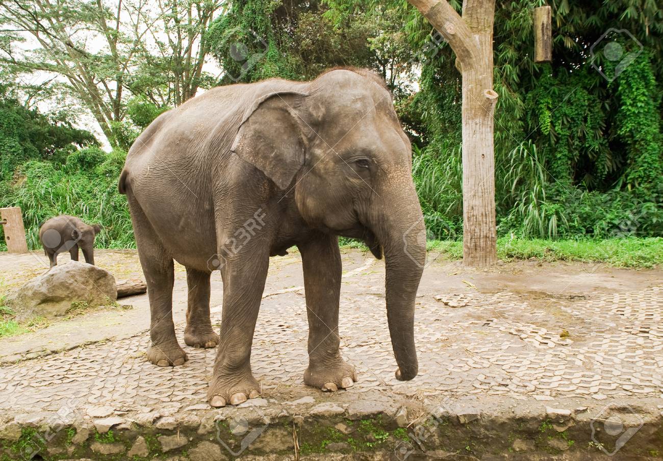 etiam-dictum-ipsum-a-felis