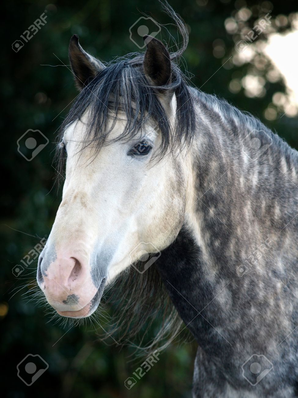 A Head Shot Of A Beautiful Dappled Grey Horse Stock Photo, Picture and  Royalty Free Image. Image 15679025., image size:975x1300