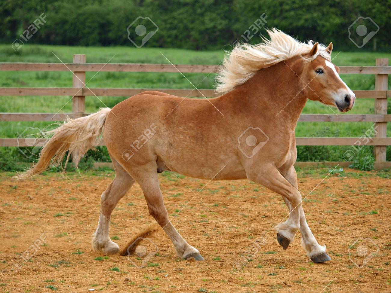 Haflinger 馬のパドック無料公民館 の写真素材 画像素材 Image Haflinger 馬のパドック無料公民館 の写真素材 画像素材 Image