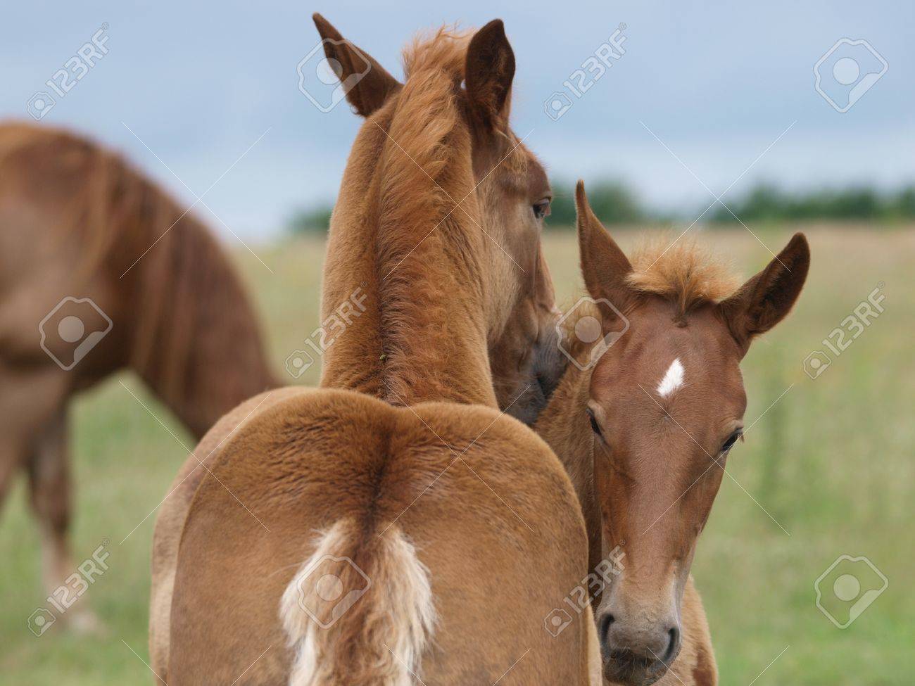 etiam-dictum-ipsum-a-felis