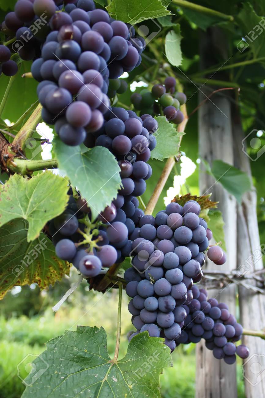 wein im garten, reife trauben auf einem wein wächst im garten lizenzfreie fotos, Design ideen
