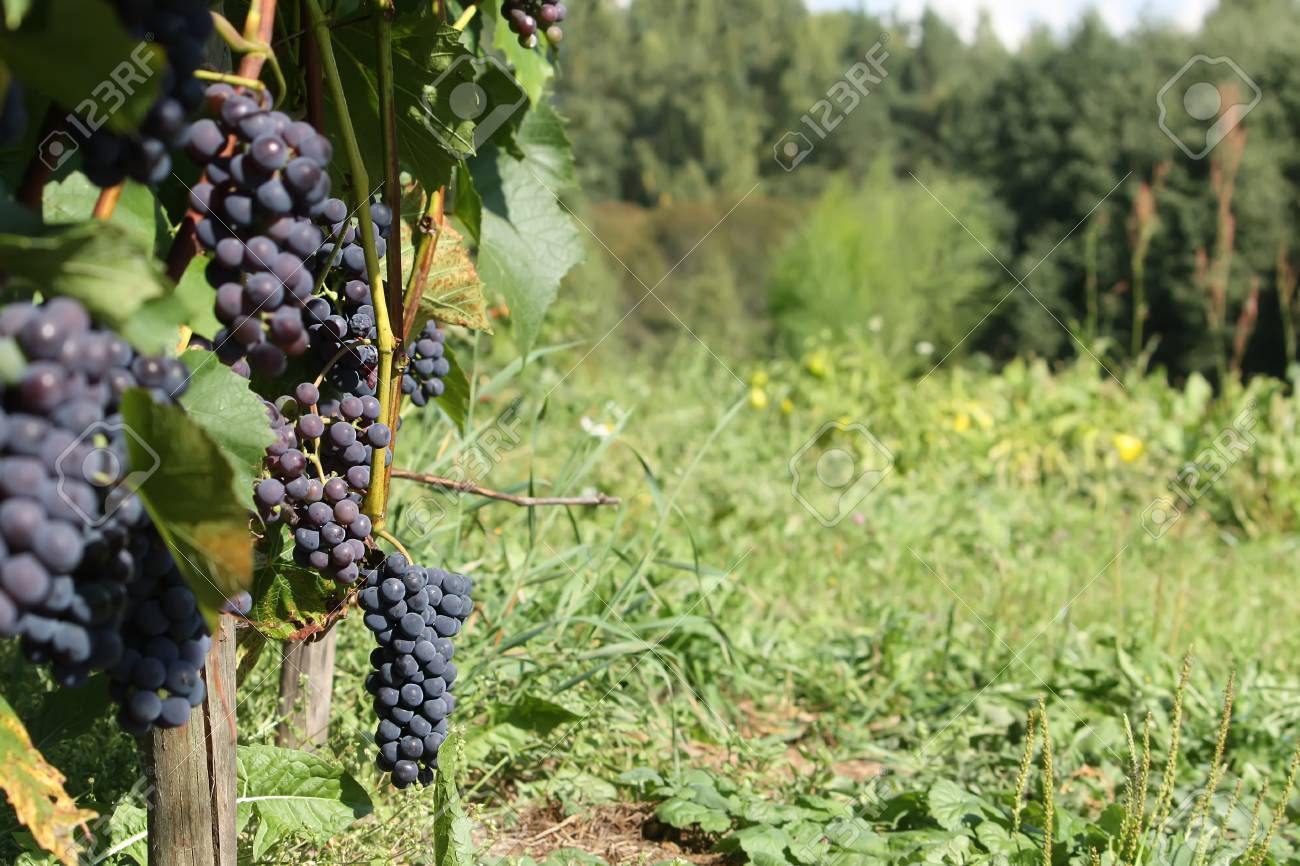 Reife Trauben Auf Einem Wein Wachst Im Garten Lizenzfreie Fotos Bilder Und Stock Fotografie Image 62817092