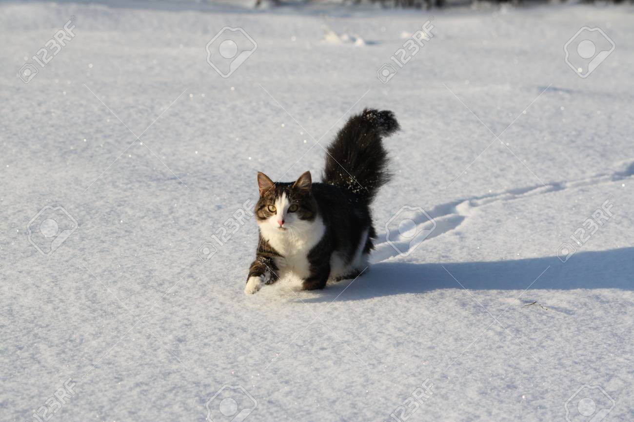 Adorable Young Cat With A Fluffy Tail On A Snow Field Cover At