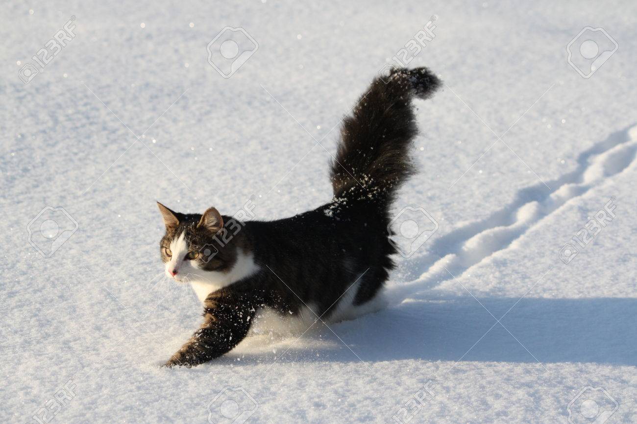 Adorable Young Cat With A Fluffy Tail On A Snow Field Cover At