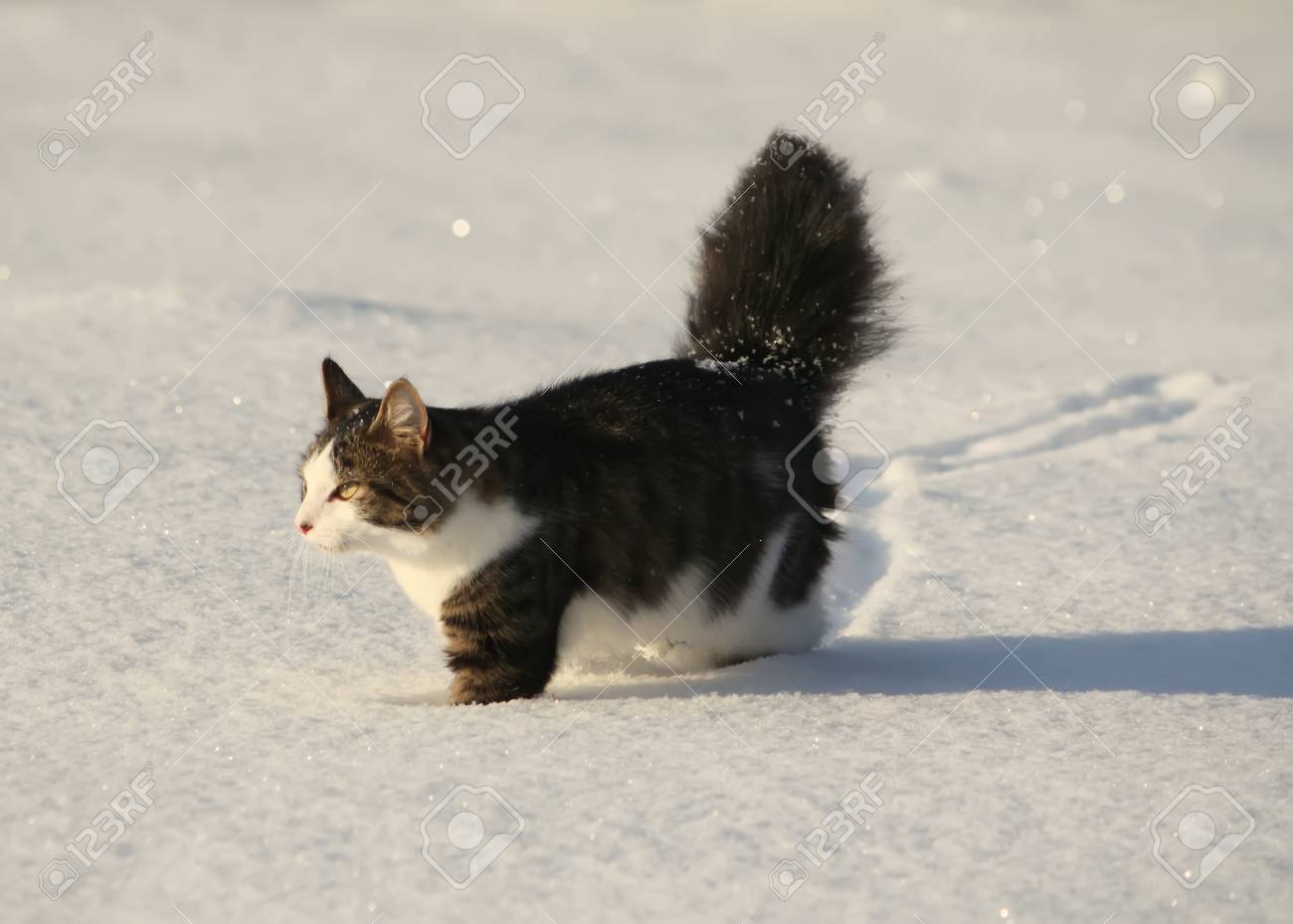 Adorable Young Cat With A Fluffy Tail On A Snow Field Cover At