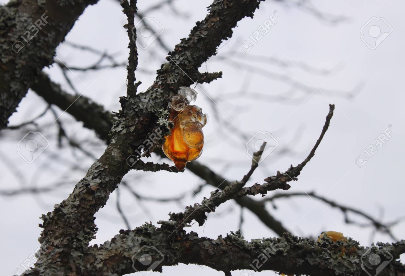 秋の庭の梅の木の枝の樹皮にピッチします の写真素材 画像素材 Image